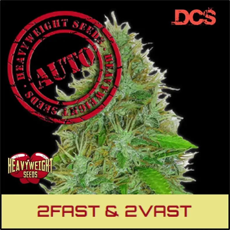 2 Fast 2 Vast Auto Feminised Cannabis Seeds | Heavyweight Seeds