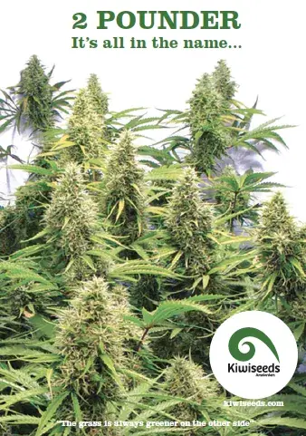 2 Pounder Regular Cannabis Seeds | Kiwi Seeds