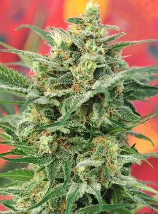 8 Miles High Regular Cannabis Seeds