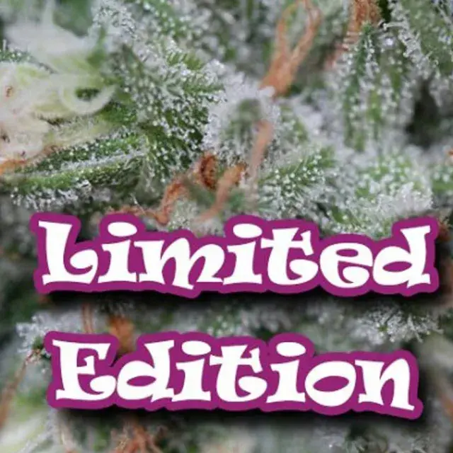 Gorilla OG Feminised Cannabis Seeds | Dr Underground