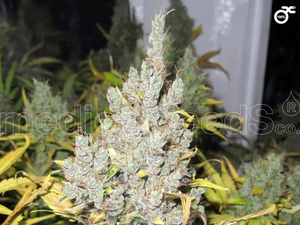 2046 Feminised Cannabis Seeds