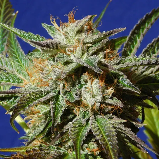 Gorilla Cookies Feminised Cannabis Seeds | Original Sensible Seeds