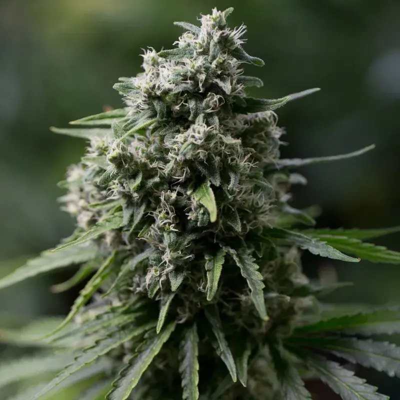 Critical + 2.0 Auto Cannabis Seeds - Silent Seeds.
