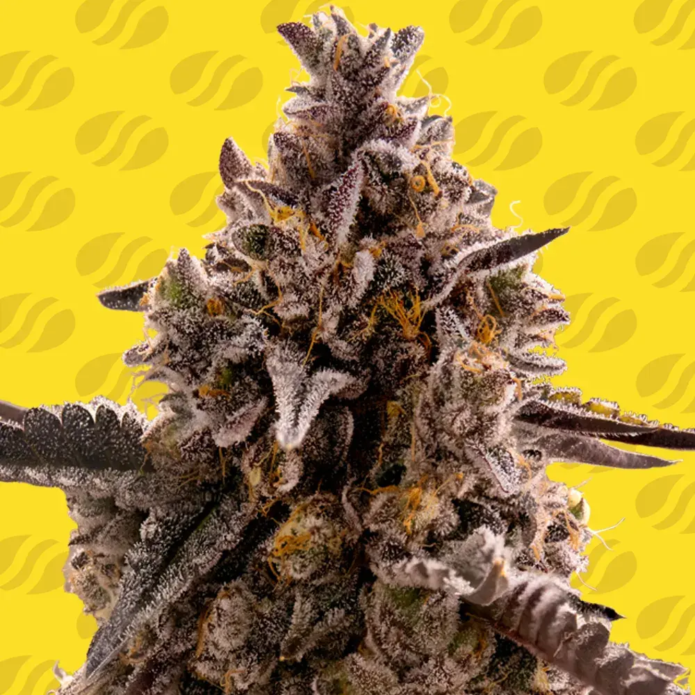 Black Orchid Auto Feminised Cannabis Seeds | Original Sensible Seeds