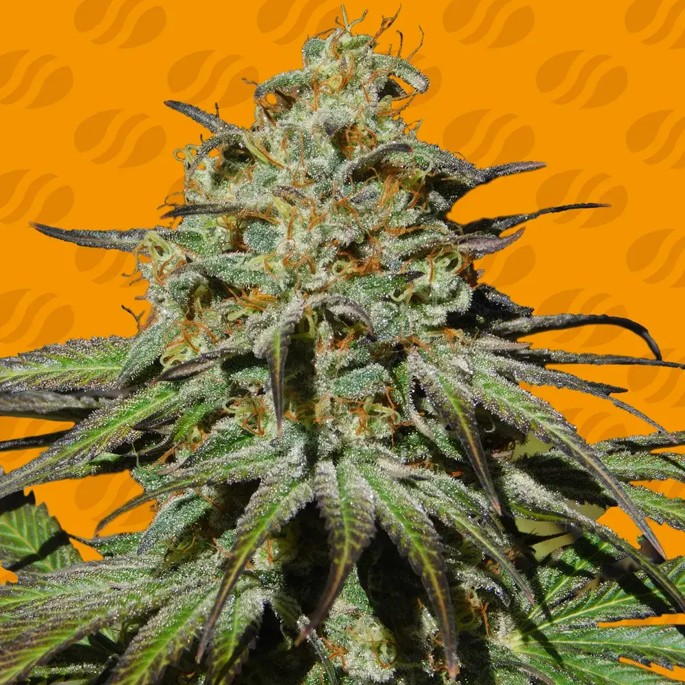 Jealousy Feminised Cannabis Seeds | Original Sensible Seeds