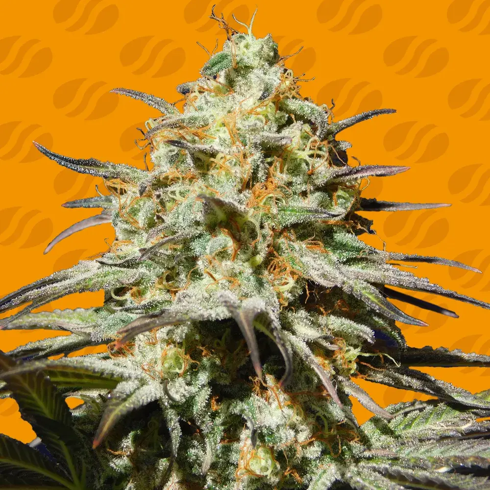 Black Orchid Feminised Cannabis Seeds | Original Sensible Seeds