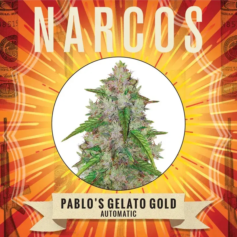  Pablos Gelato Gold Auto Feminised Cannabis Seeds - NARCOS Seeds