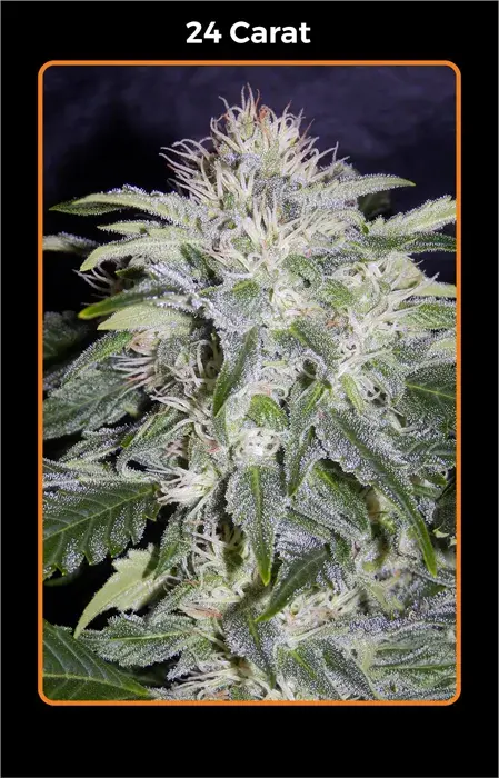 24 Carat Auto Feminised Cannabis Seeds | Mephisto Genetics