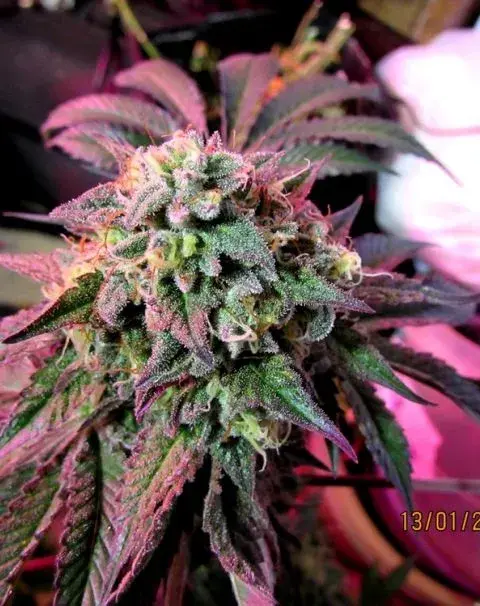 Cherry Pie Feminised Cannabis Seeds | Female Seeds