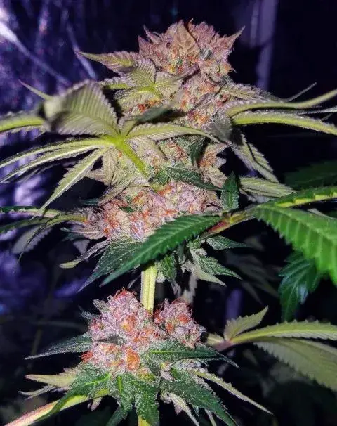 Mimosa Champagne Feminised Cannabis Seeds | Female Seeds 