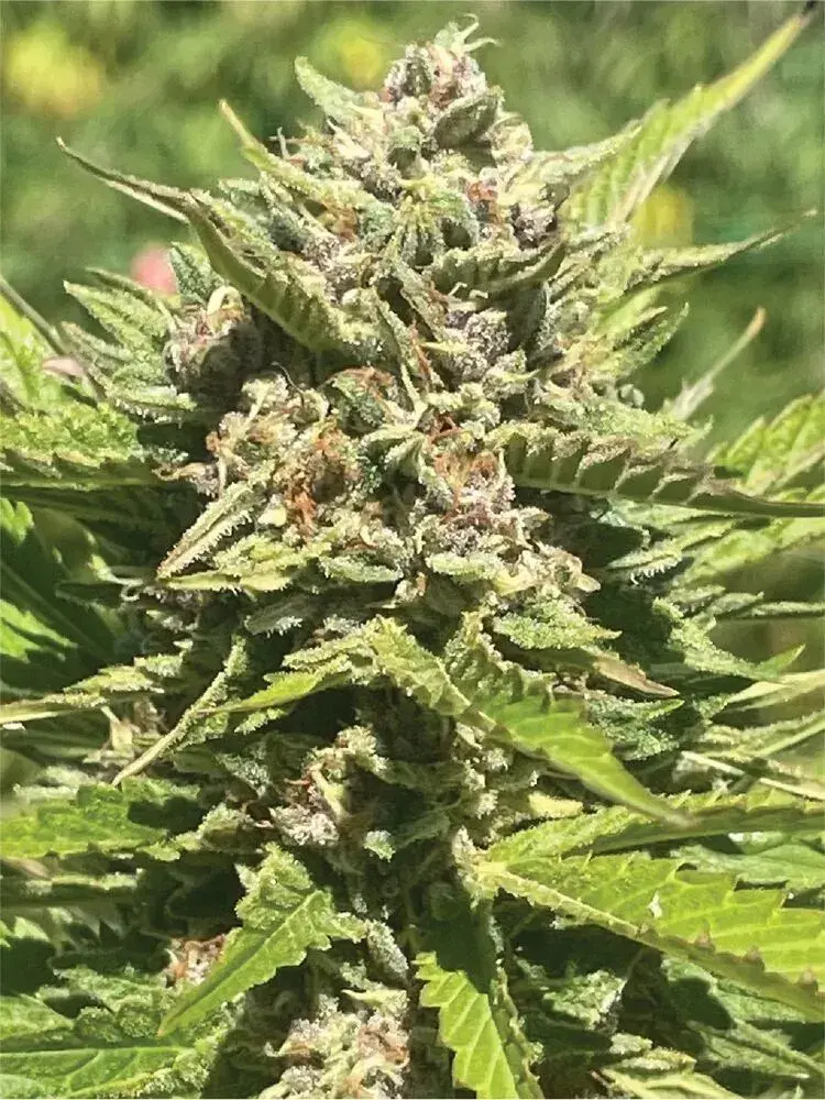 Banana Melt Feminised Cannabis Seeds | Humboldt Seeds Organisation