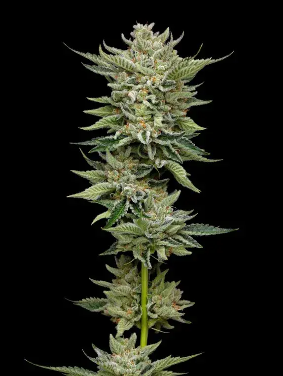 Marathon OG Feminised Cannabis Seeds - Mavericks Seeds.