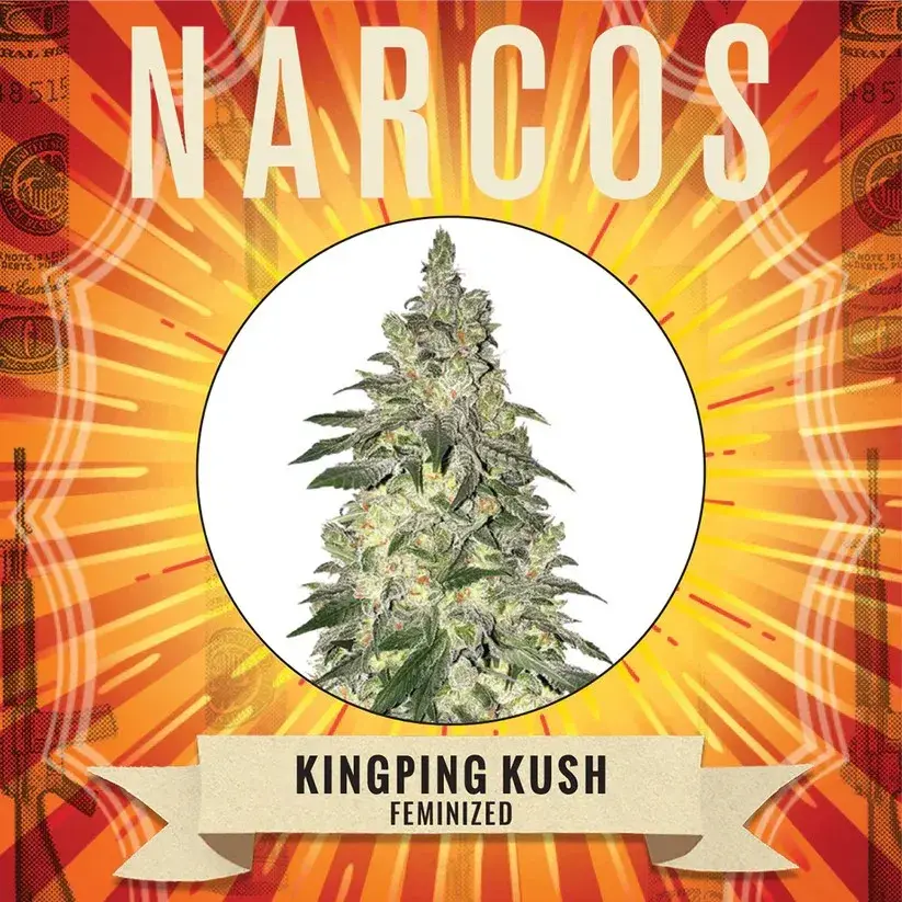 Kingpin Kush Feminised Cannabis Seeds - NARCOS Seeds