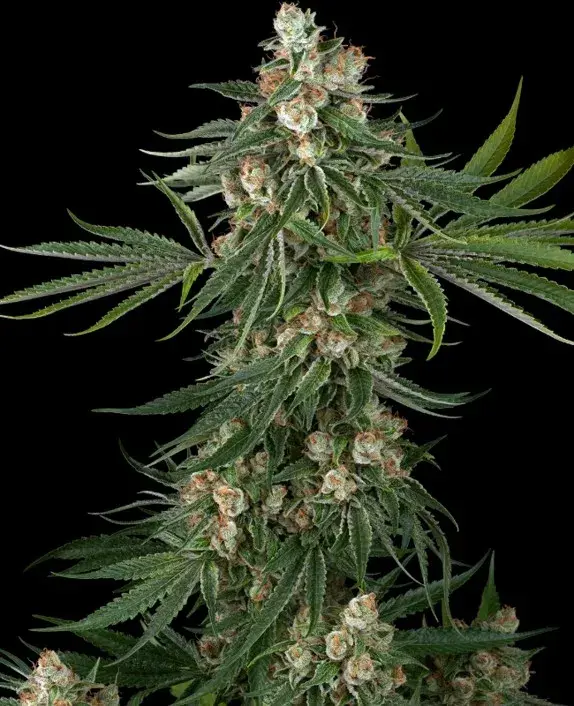 Fallout OG Feminised Cannabis Seeds | White Label Seed Company.