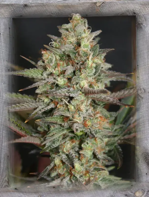 Kush Mass Feminised Cannabis Seeds | Garden of Green