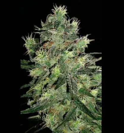 Midnite Blue Feminised Cannabis Seeds | Sagarmatha Seeds