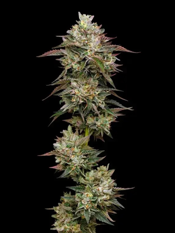 Kiwi x Cookie Dog Auto Feminised Cannabis Seeds - Mavericks Seeds.