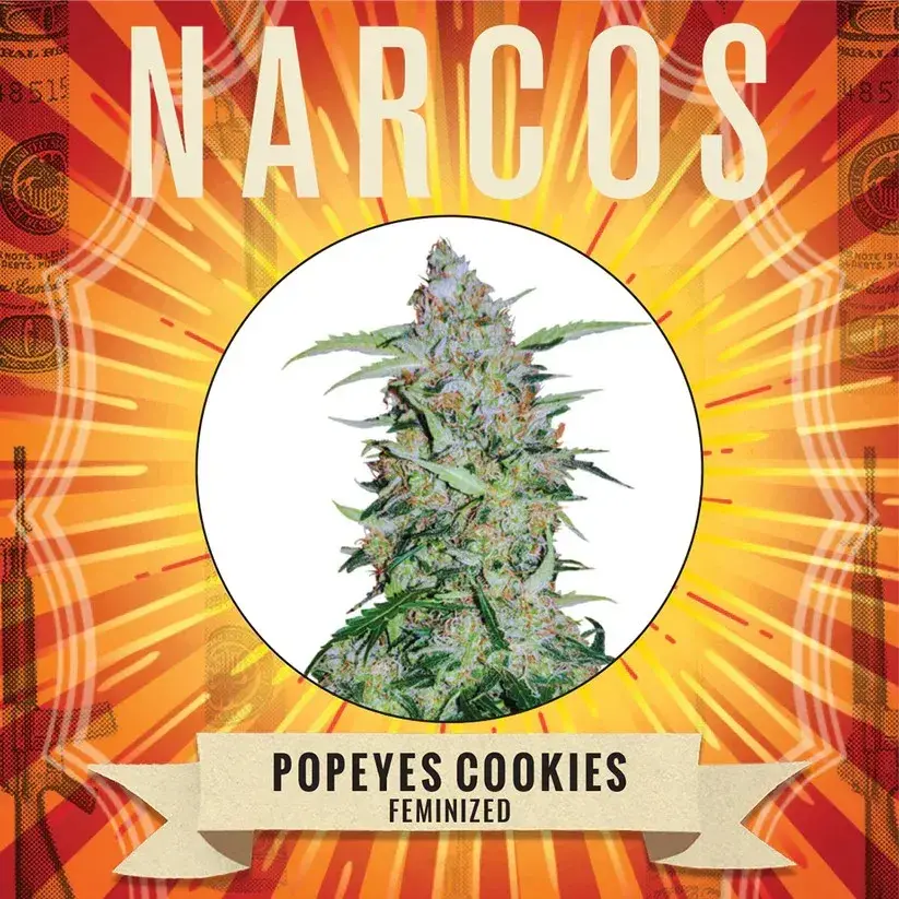 Popeyes Cookies Feminised Cannabis Seeds - NARCOS Seeds.