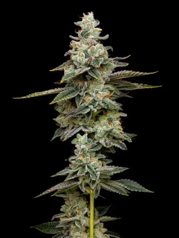 Citronella Sunrize Auto Feminised Cannabis Seeds - Mavericks Seeds.
