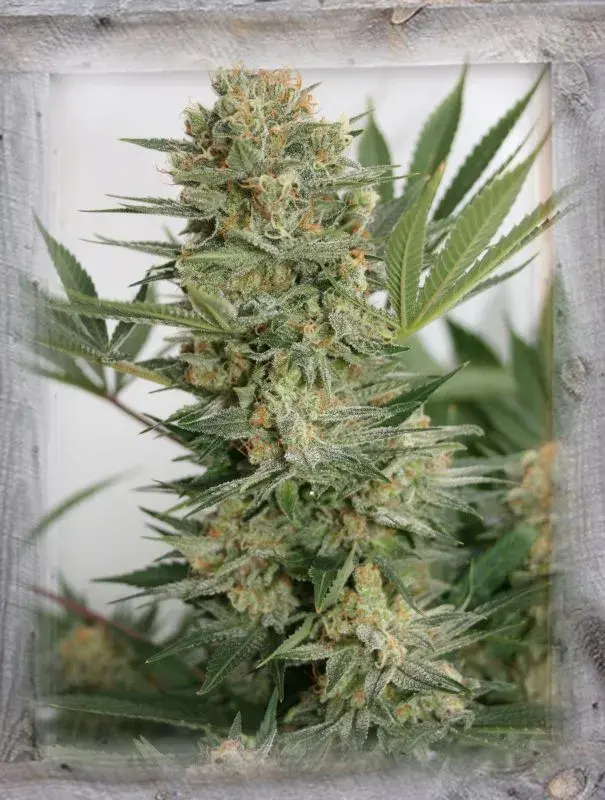 Sweet Russian Feminised Cannabis Seeds | Garden of Green