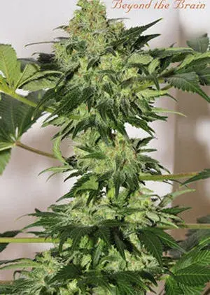Beyond the Brain Regular Cannabis Seeds