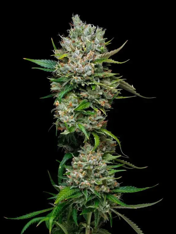 Permanent Marker Feminised Cannabis Seeds - Mavericks Seeds.