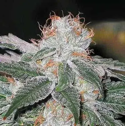 Dubble Bubble Feminised Cannabis Seeds | Garden of Green