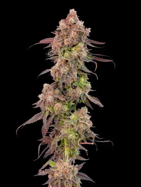 Gas Face Auto Feminised Cannabis Seeds - Mavericks Seeds.