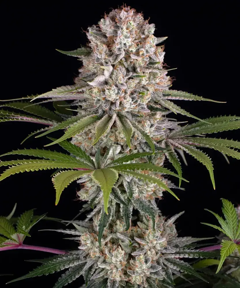 Amnesia Haze Feminised Cannabis Seeds | Barneys Farm.