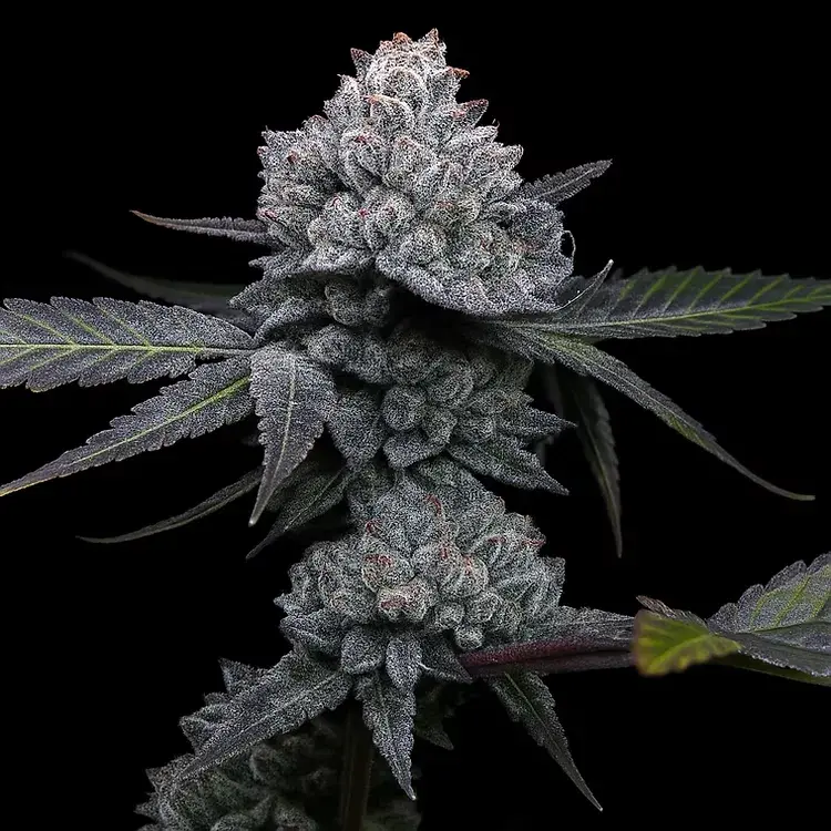 Apple Wreck Feminised Cannabis Seeds | Top Shelf Elite.