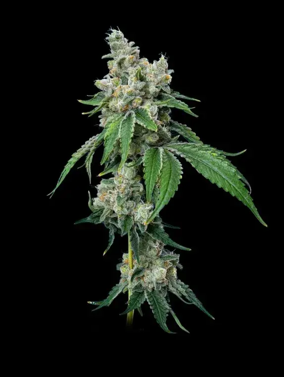Grandiflora Guava Feminised Cannabis Seeds - Mavericks Seeds.