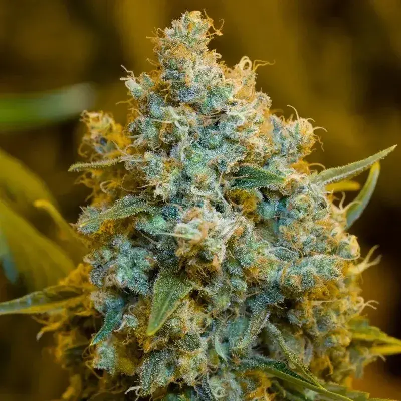 Critical Jack Auto Cannabis Seeds - Silent Seeds.