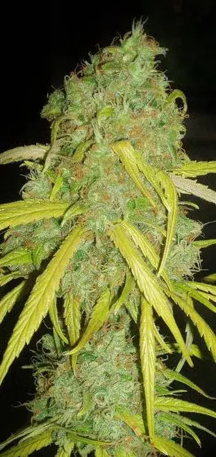 Pineapple Amnesia Feminised Cannabis Seeds | Garden of Green