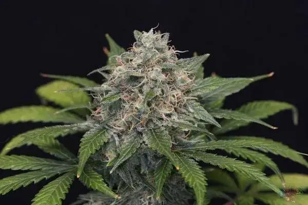Super Pineapple Haze Feminised Cannabis Seeds | Garden of Green