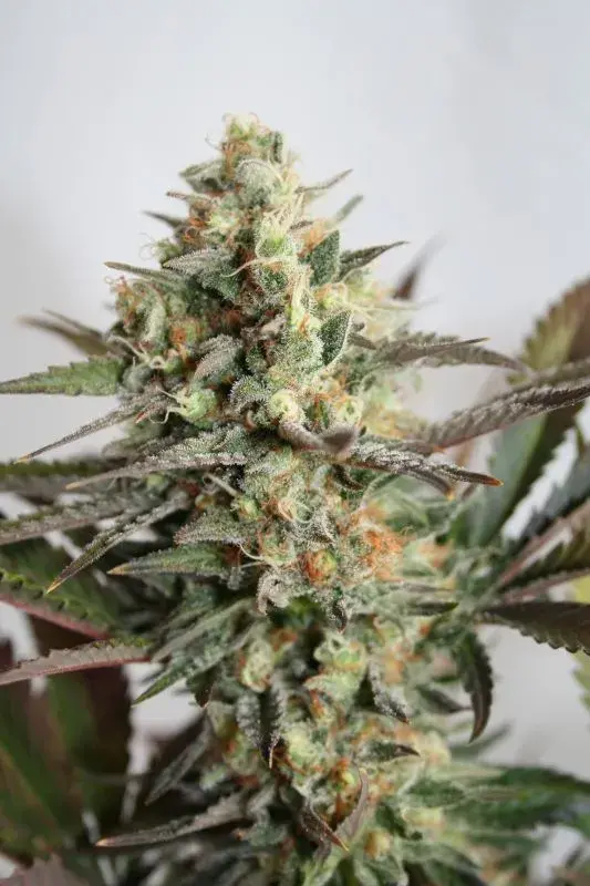 Dresden Green Diamond Feminised Cannabis Seeds | Garden of Green