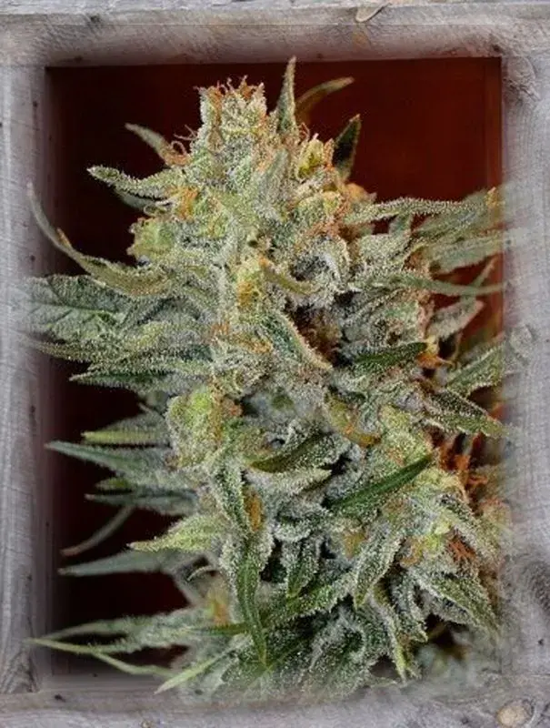 Amnesia Lemon Kush Feminised Cannabis Seeds | Garden of Green