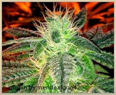 Gage Green 5K Puff Cannabis Seeds