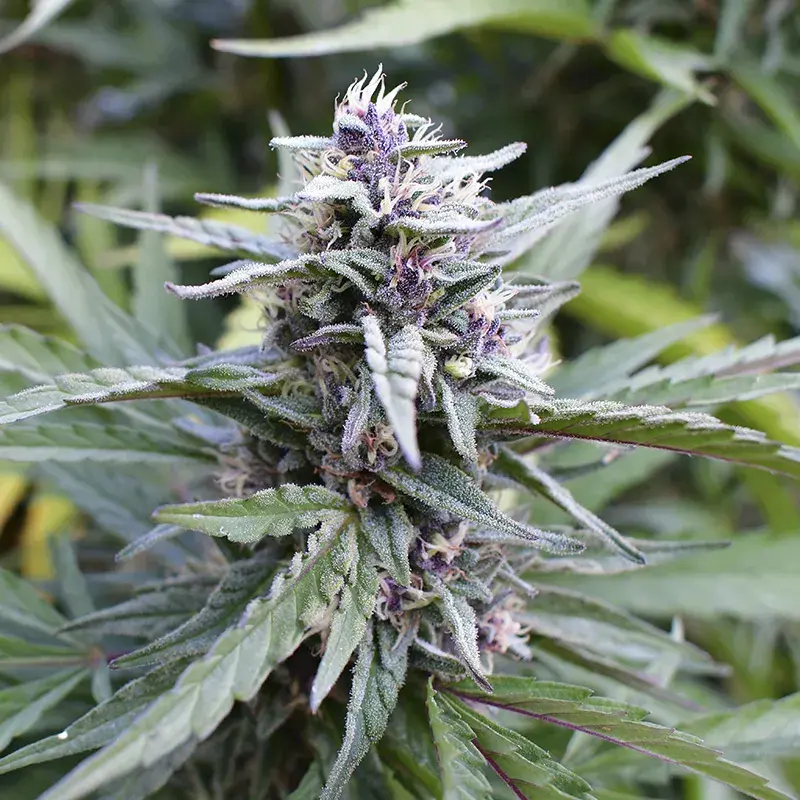 Hi-Biscus Feminised Cannabis Seeds - Humboldt Seed Company