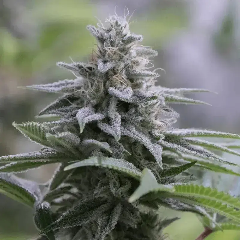 Zkitllez 2.0 Cannabis Seeds - Silent Seeds.
