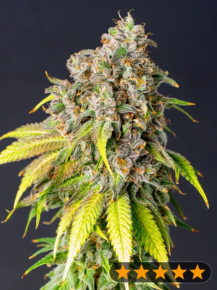 60 Day Grapefruit Auto Feminised Cannabis Seeds - Power Strains