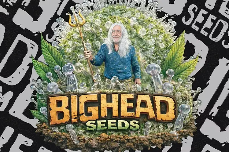 Zookies Triploid Feminised Cannabis Seeds | Big Head Seeds.