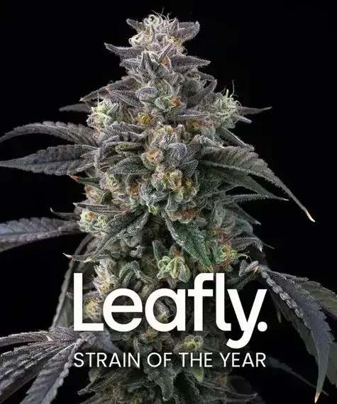 Super Boof Feminised Cannabis Seeds | Barney's Farm.