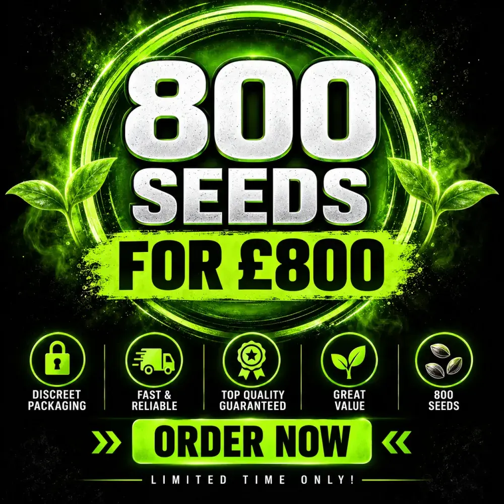 XCLUSIVE CANNABIS SEEDS BULK DEAL 800 SEEDS FOR £800
