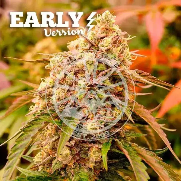 Sunday Punch Early Version Feminised Cannabis Seeds | Delicious Seeds.