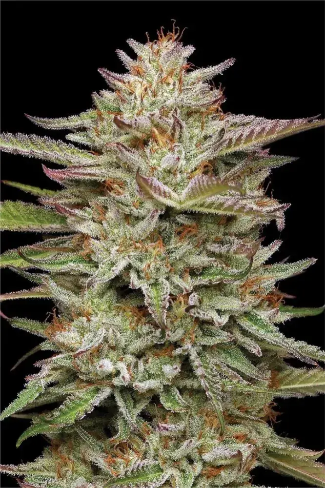  Banana OG Auto Feminised Cannabis Seeds | Humboldt Seeds Organisation