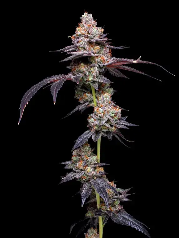 Thin Mint Auto Feminised Cannabis Seeds - Mavericks Seeds.