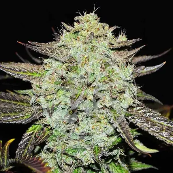 Purple Mango Kush Feminised Cannabis Seeds | Delicious Seeds.