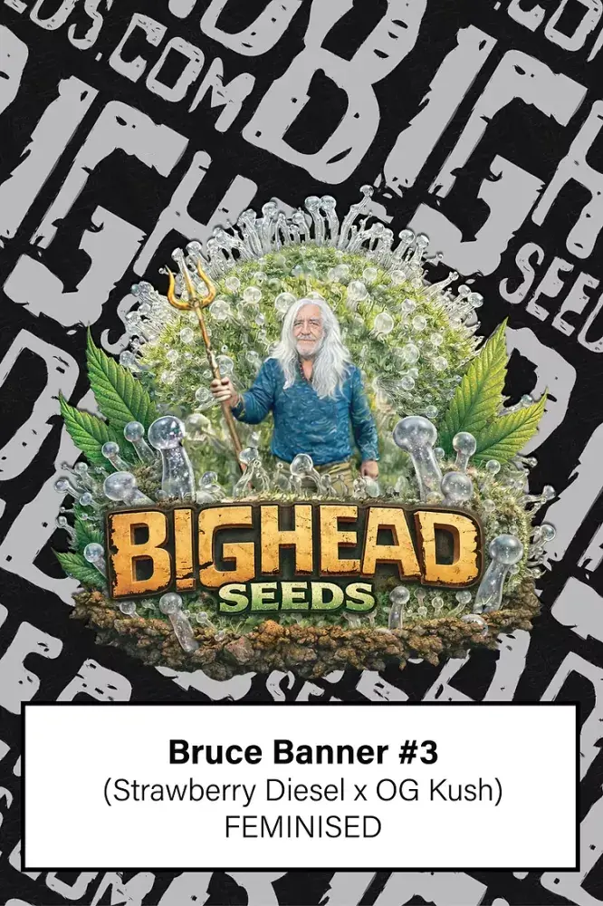 Bruce Banner #3 Feminised Cannabis Seeds | Big Head Seeds 