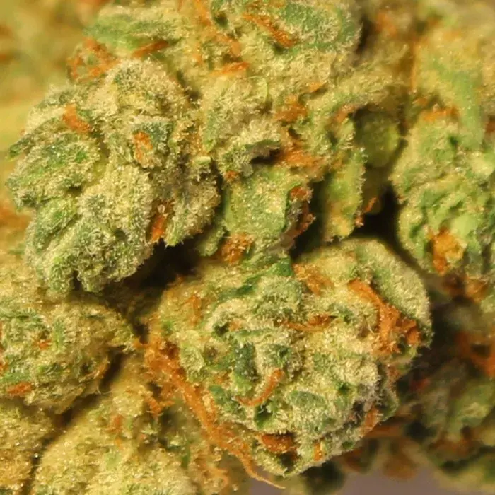  710 OG Feminised Cannabis Seeds | 710 Genetics