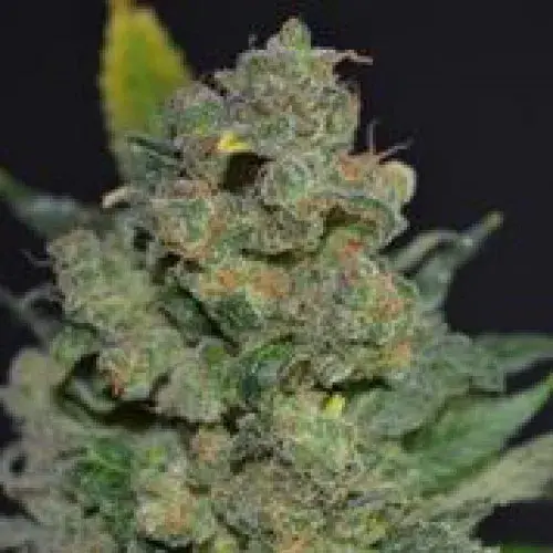 710 Stilton Feminised Cannabis Seeds (AKA Cheese) | 710 Genetics Seeds